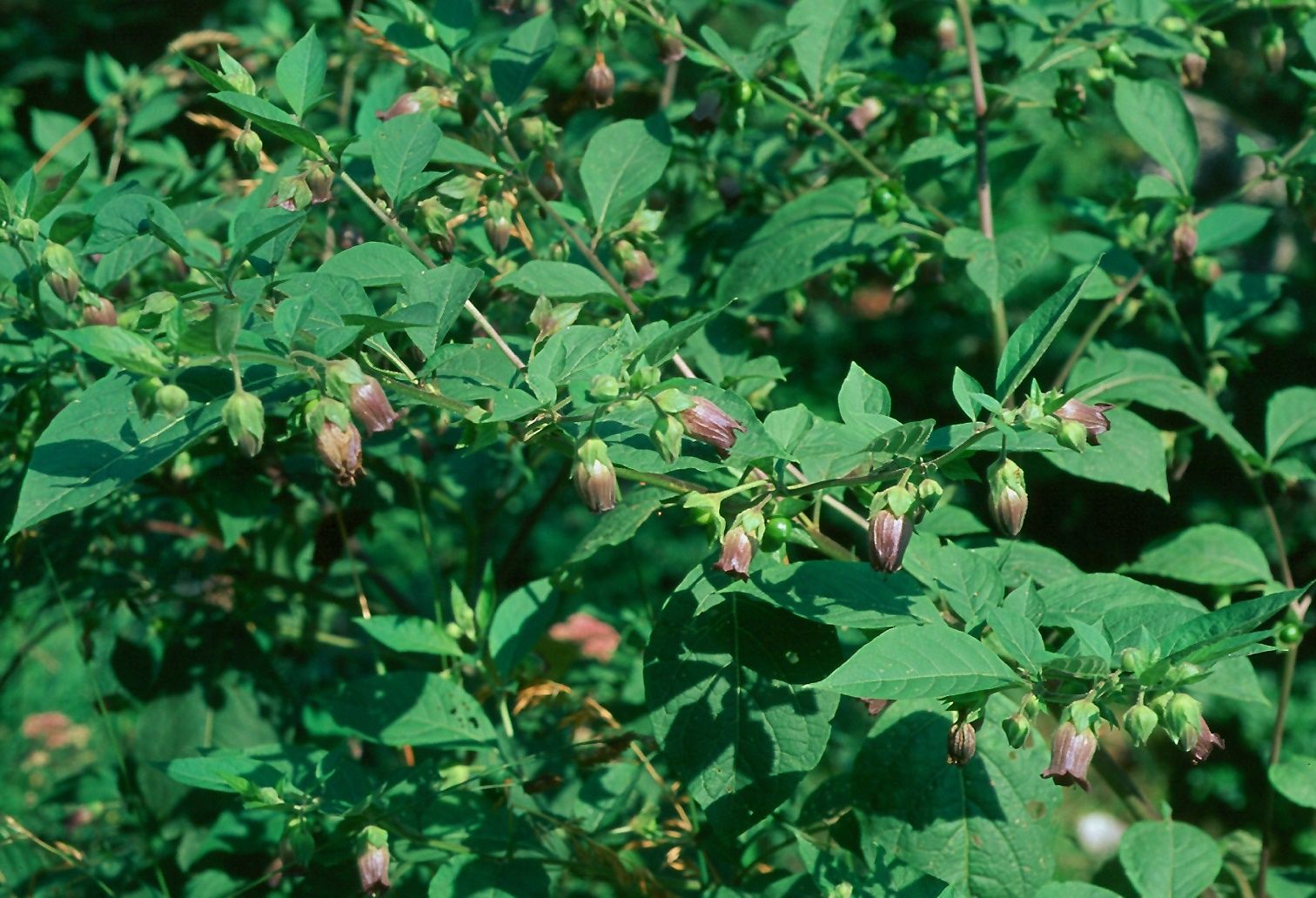 Atropa Belladonna zaden - 1 gram | 1000 zaden